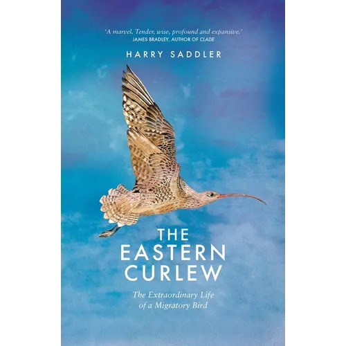 The Eastern Curlew - Paperback