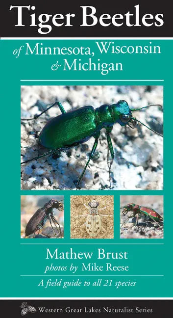 Tiger Beetles of Minnesota, Wisconsin & Michigan - Paperback