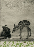 Summer of the Fawn - Hardcover