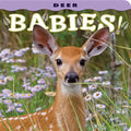 Deer Babies! - Board Book
