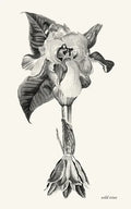 wild irises - Paperback