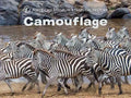 Camouflage - Board Book