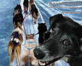 Run Like a Sled Dog: Another Black Bear Sled Dog Adventure - Hardcover