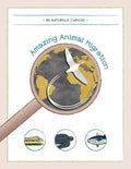Amazing Animal Migrations - Paperback