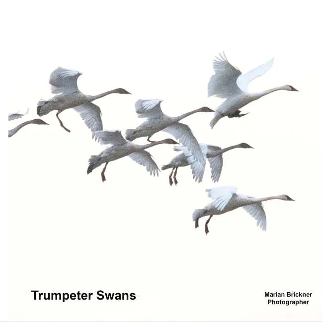 Trumpeter Swans - Paperback