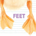 Feet - Board Book