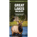 Great Lakes Wildlife: A Folding Pocket Guide to Familiar Animals